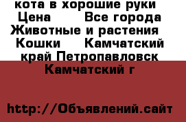 кота в хорошие руки › Цена ­ 0 - Все города Животные и растения » Кошки   . Камчатский край,Петропавловск-Камчатский г.